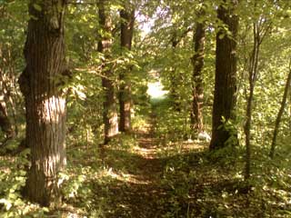 Аллея в лесу