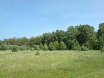 Манашенский лес