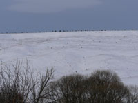 Надпись елями в виде 