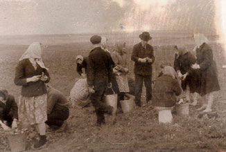 Уборка картофеля